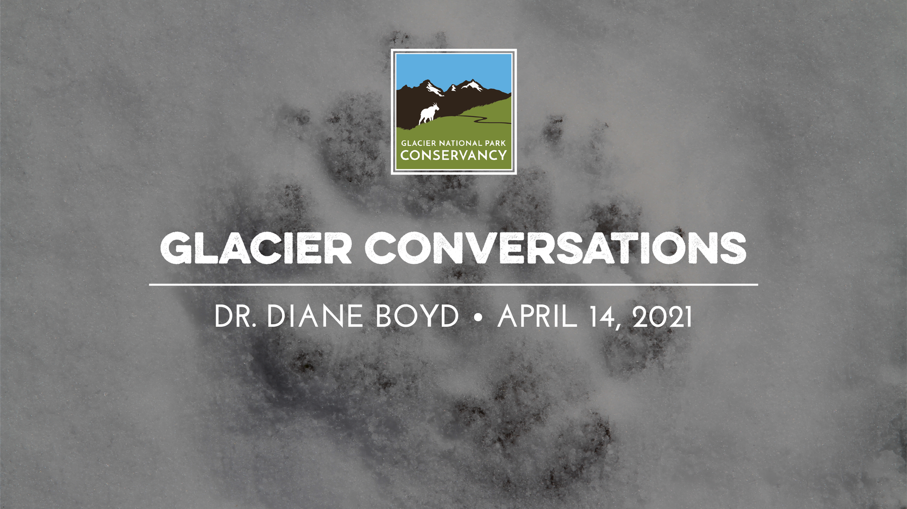 Wolf prints in snow with text that reads Glacier Conversations, Dr. Diane Boyd, April 14, 2021