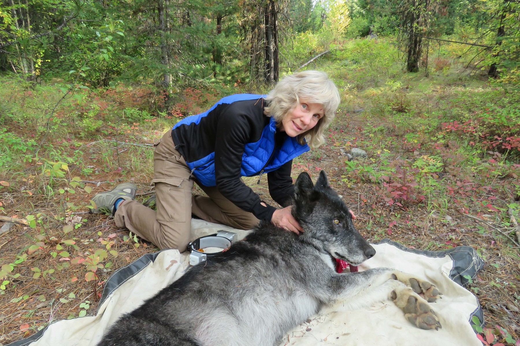 Dr. Diane Boyd leans over a sedated wolf while performing research on the species in Montana
