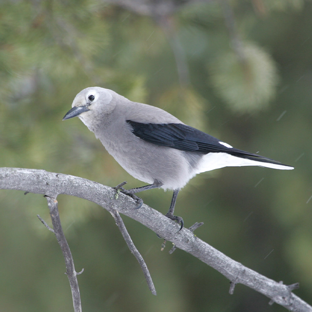 A Clark's Nutcracker bird perches on a tree branch