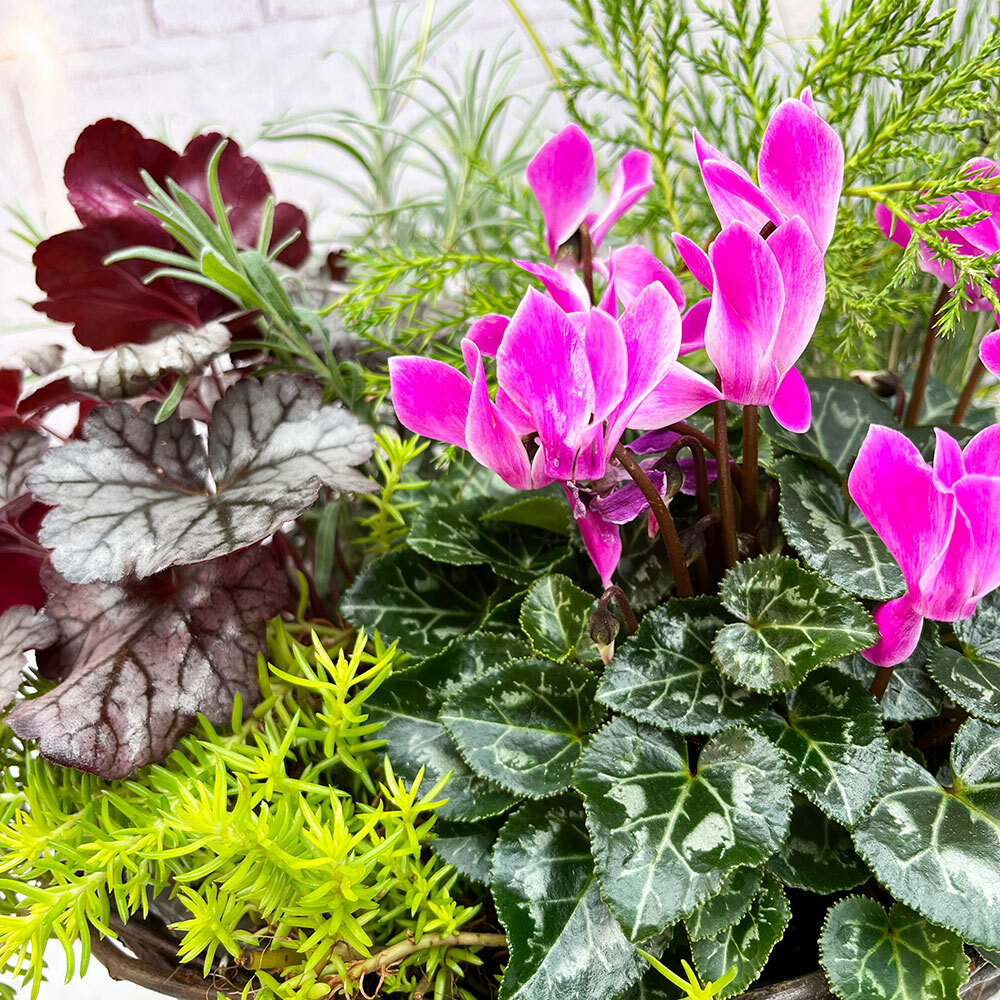 🍁 Autumn Pre Planted Hanging Baskets & Planters 🍁 Plants for all Seasons